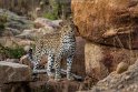 014 Timbavati Private Game Reserve, luipaard